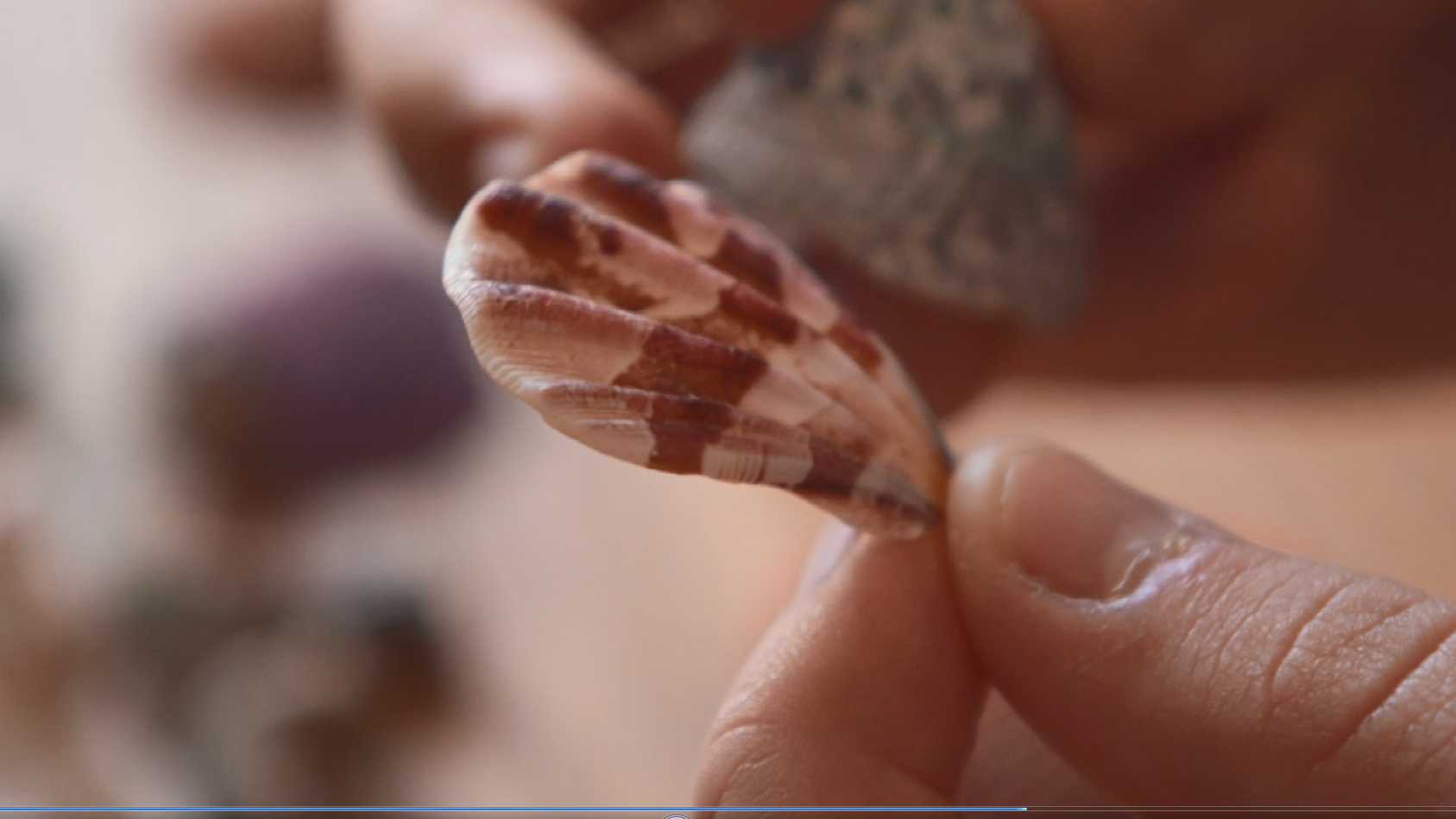 Close up of some shells in someone's hand