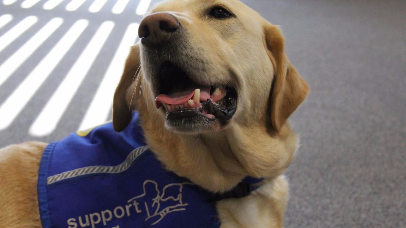 A support yellow labrador looking into the camera