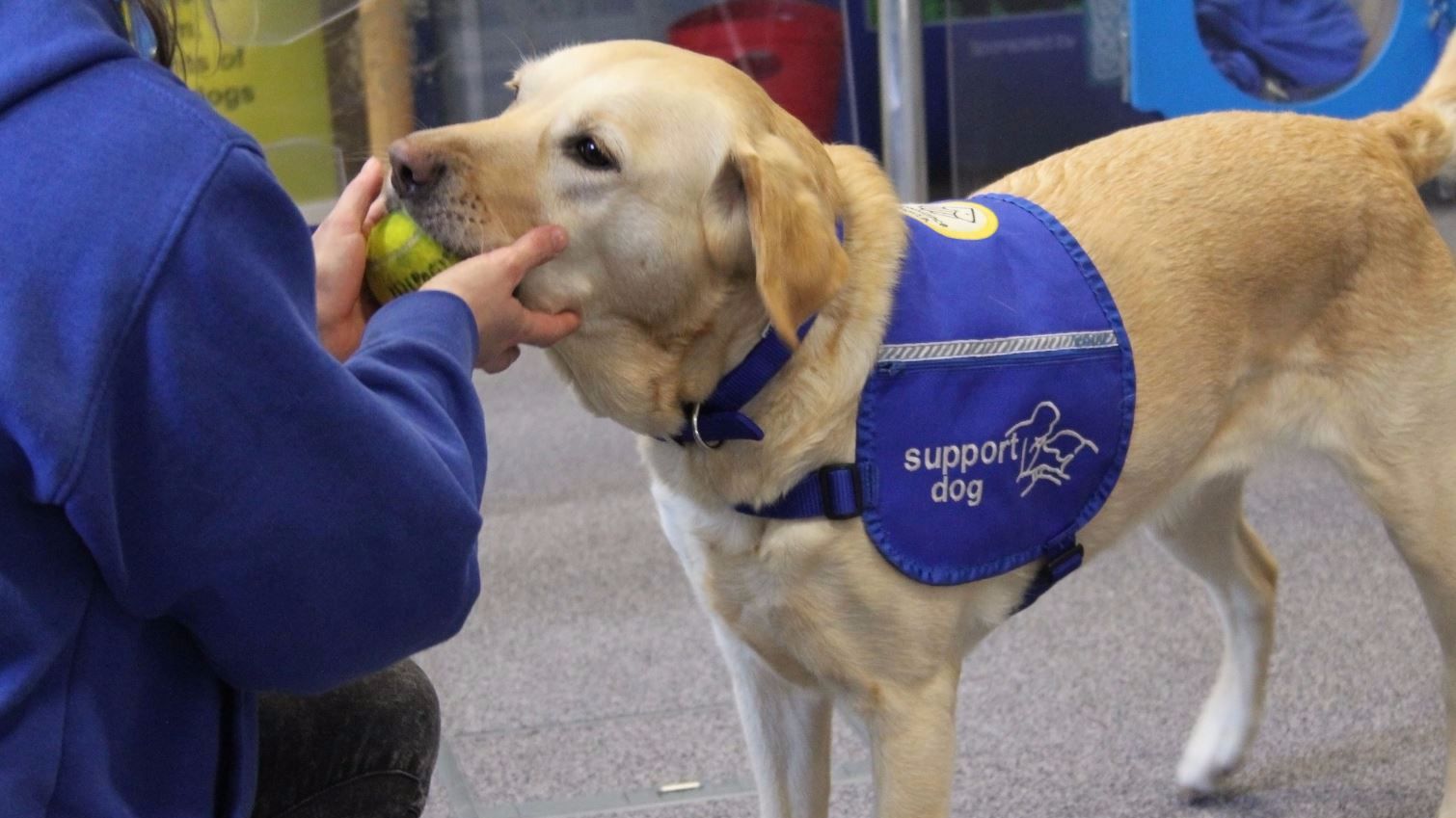 A support yellow labrador with a tennis ball in its mouth