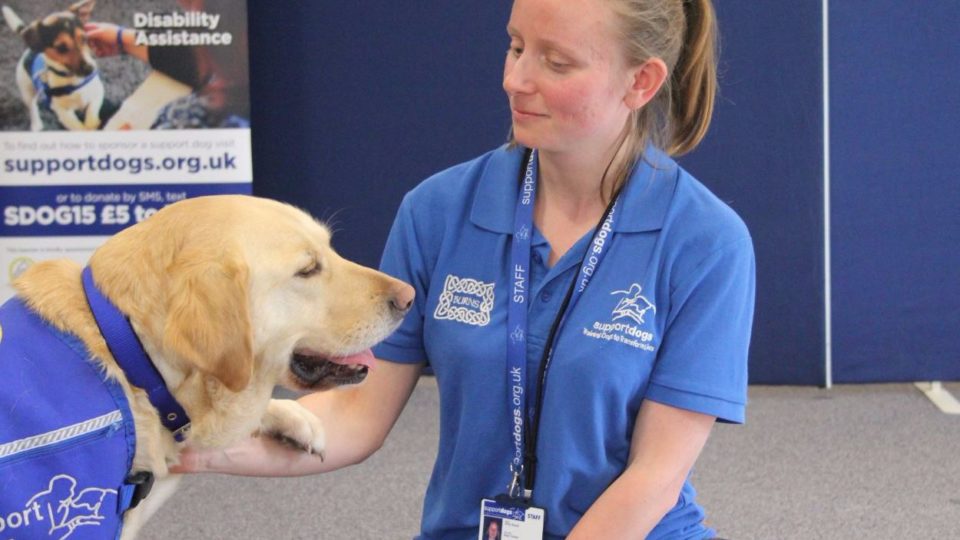 A support yellow labrador with their trainer