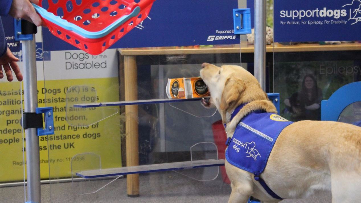 A support yellow labrador taking an object off a shelf