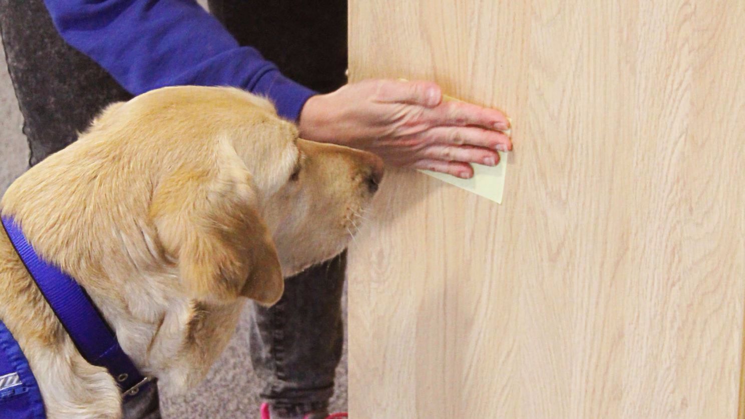 A support yellow labrador in front of a sticky note on a wall