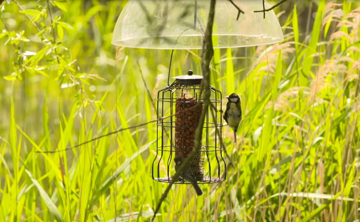 A small bird eating from a feeder in a grassy field