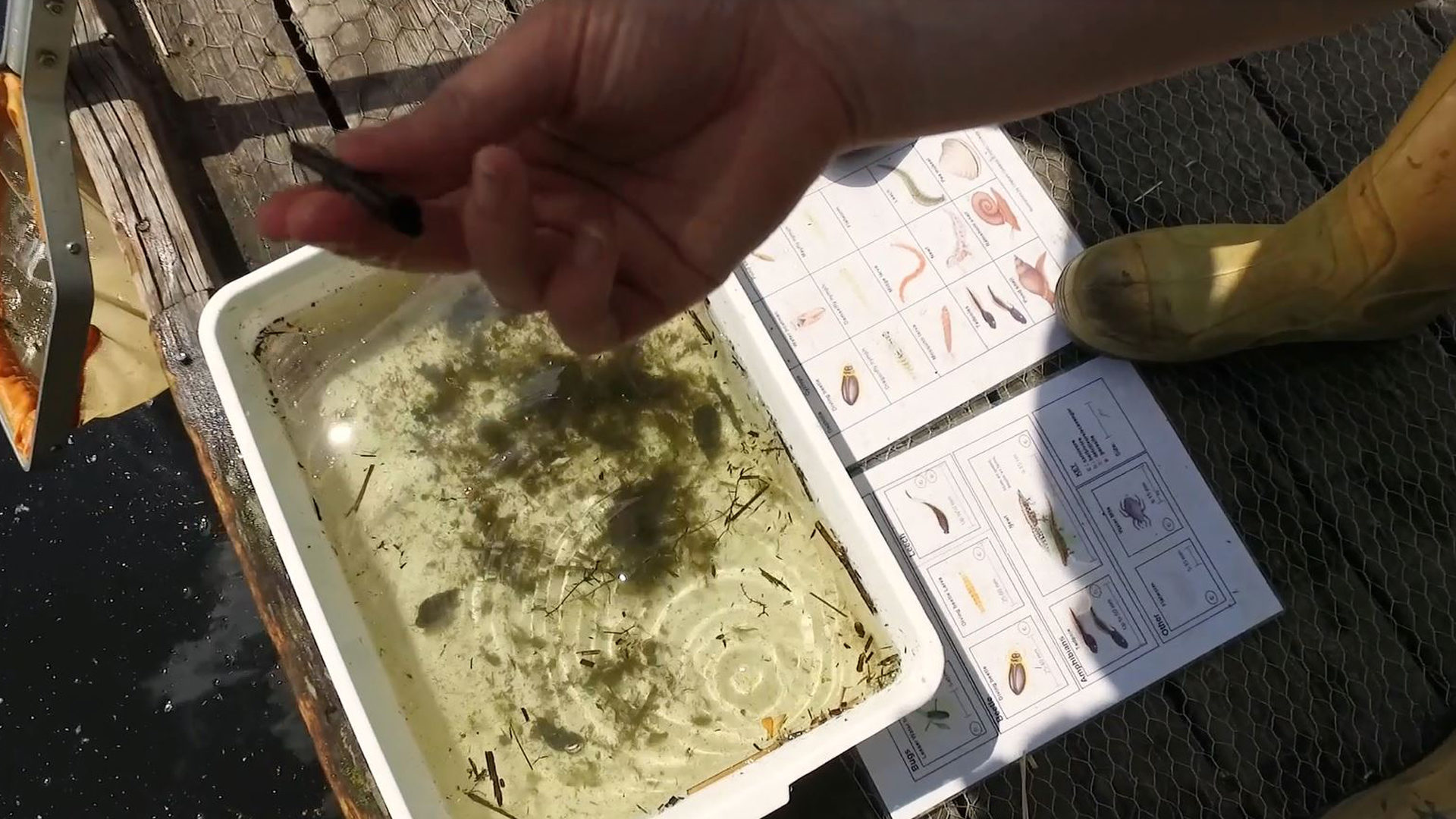Somebody pond dipping, holding an insect above a tray with an identification guide next to it