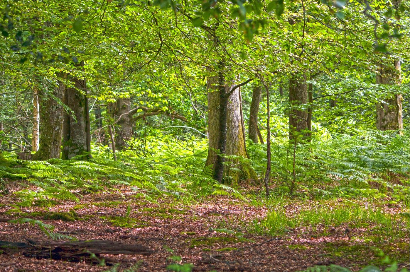 A leafy green woodland scene with trees and leaves on the floor