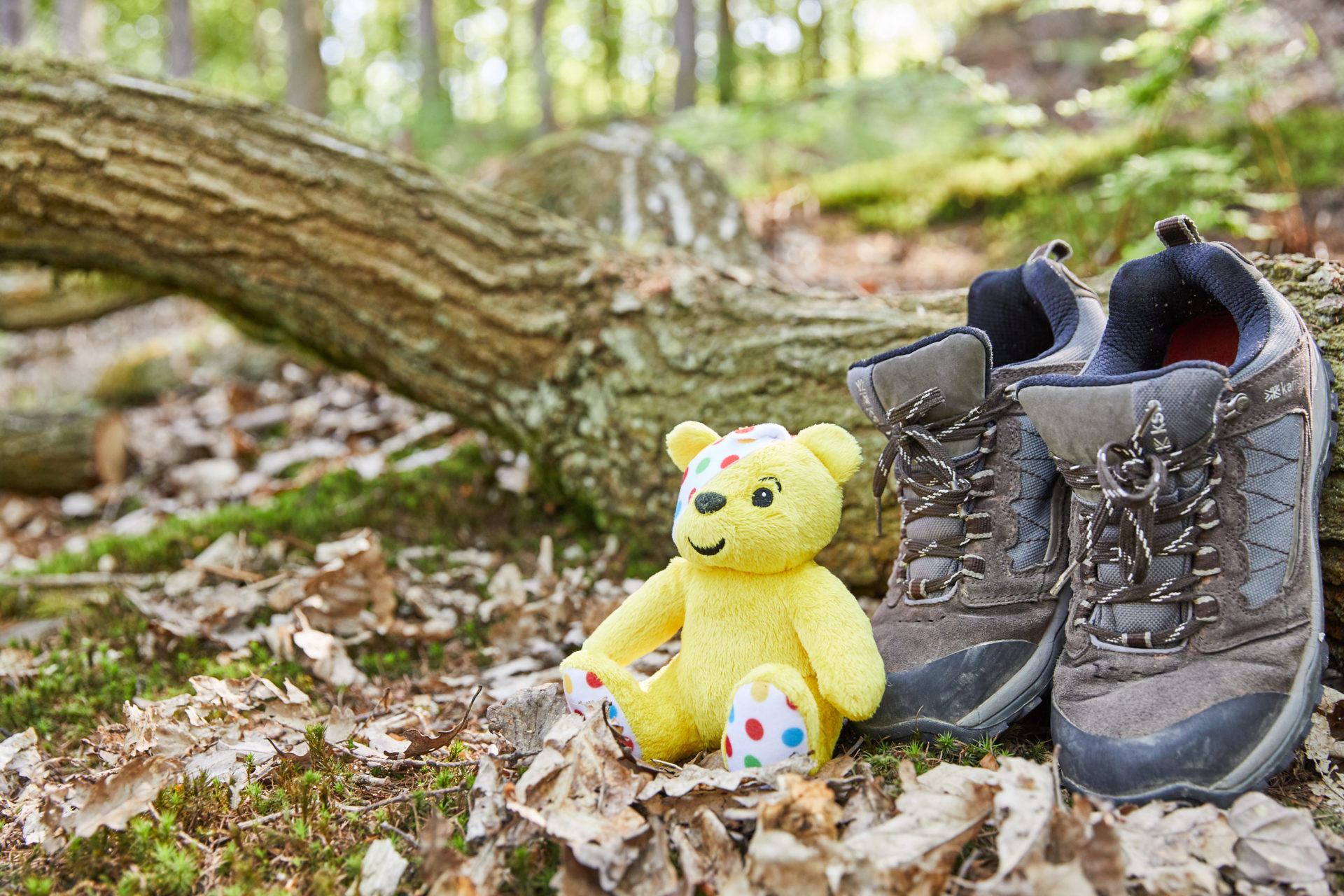 Pudsey bear in the forest